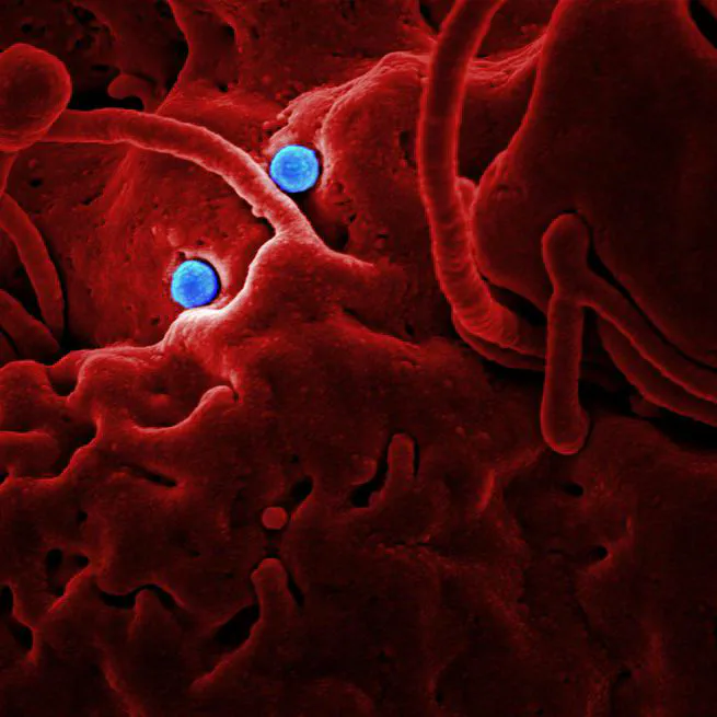 Unlocking Fat Loss and Healing: Dr. Mindy Pelz's Guide to Autophagy and 6 Superfoods to support it