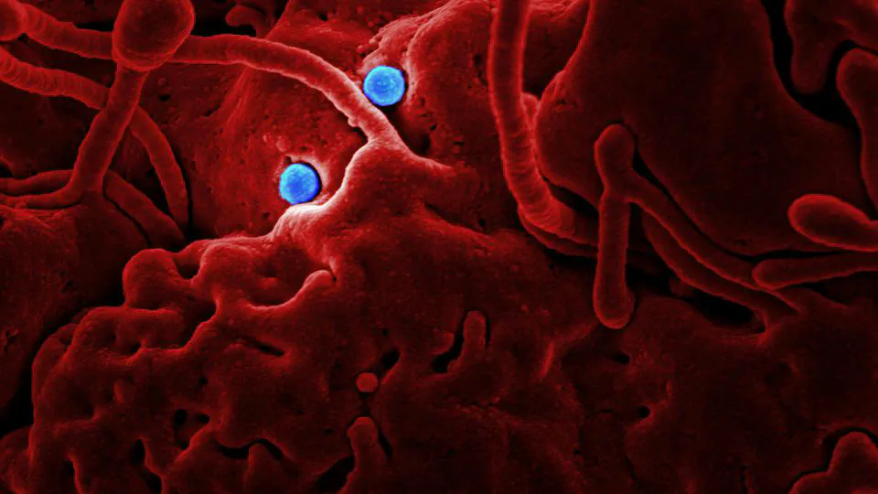 Unlocking Fat Loss and Healing: Dr. Mindy Pelz's Guide to Autophagy and 6 Superfoods to support it